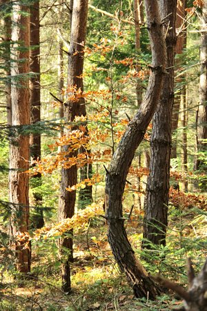 tree