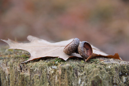 autumn