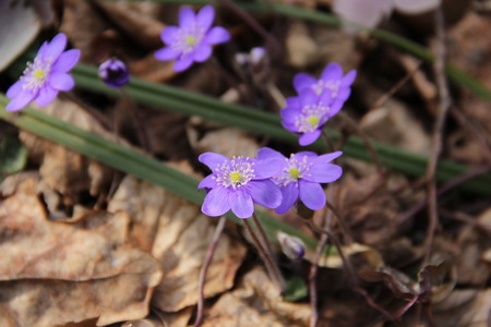 the beautiful first flowers grow by a springの写真素材
