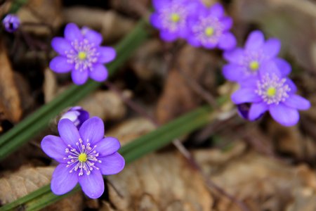 the beautiful first flowers grow by a springの写真素材