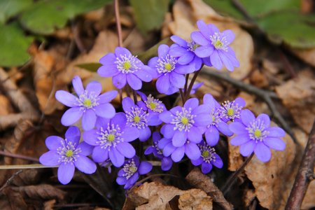 the beautiful first flowers grow by a springの写真素材