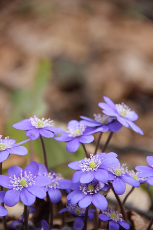 the beautiful first flowers grow by a springの写真素材