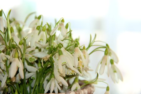 the beautiful first flowers grow by a springの写真素材