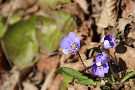 the beautiful first flowers grow by a springの写真素材