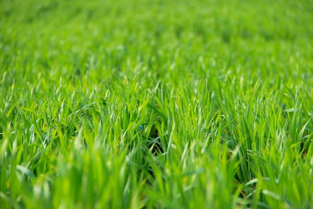 wheatの写真素材