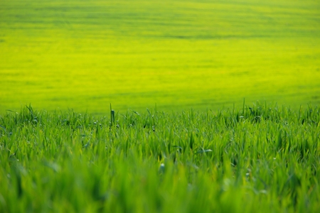 wheatの写真素材