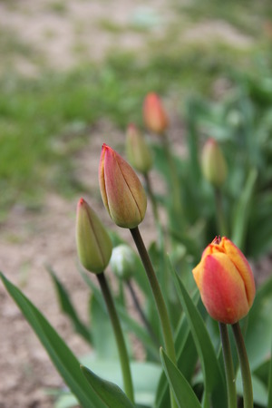 Beautiful tulips grow in a gardenの写真素材