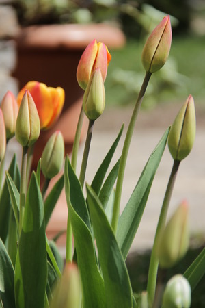 Beautiful tulips grow in a gardenの写真素材