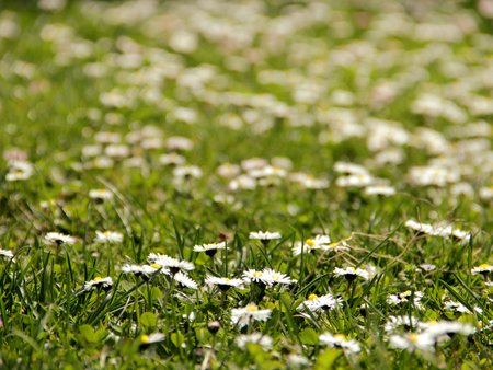 beautiful daisies bloom on a background of green grassの写真素材