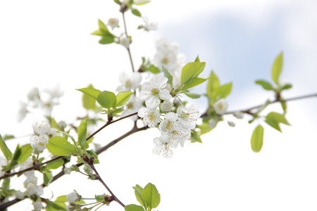 cherryの写真素材