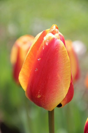 Beautiful and bright tulips grow in a wild gardenの写真素材