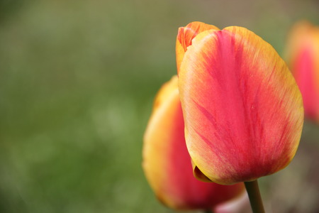 Beautiful and bright tulips grow in a wild gardenの写真素材