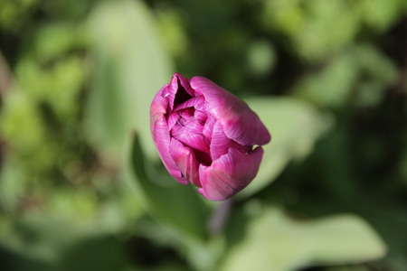 Beautiful and bright tulips grow in a wild gardenの写真素材