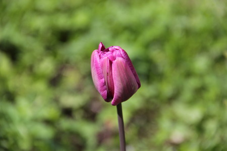 Beautiful and bright tulips grow in a wild gardenの写真素材