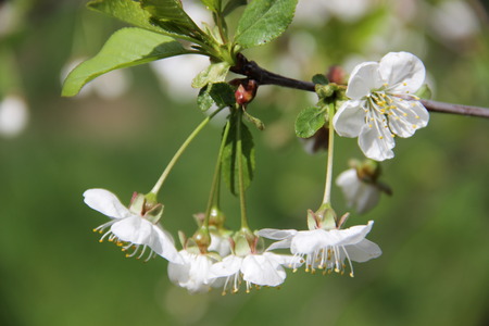 cherryの写真素材