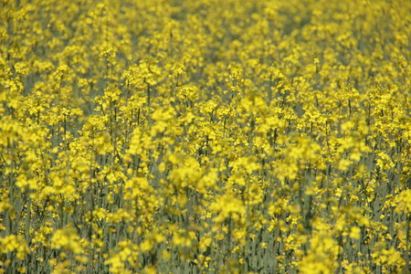 yellow fieldの写真素材