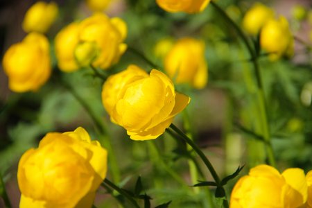 beautiful nature spring in the forestの写真素材