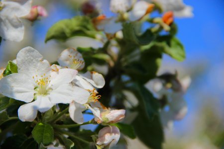 appletreeの写真素材
