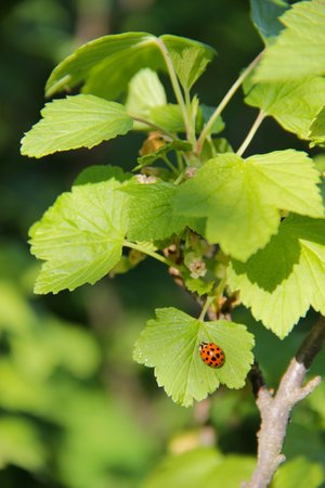 a bush is a currantの写真素材