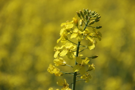 agricultureの写真素材