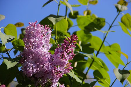 spring lilacの写真素材