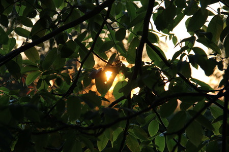 tree nutsの写真素材