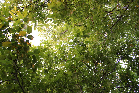 tree nutsの写真素材