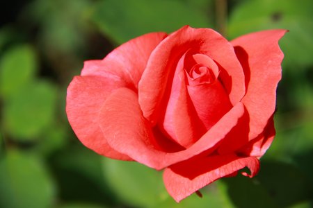 roseの写真素材