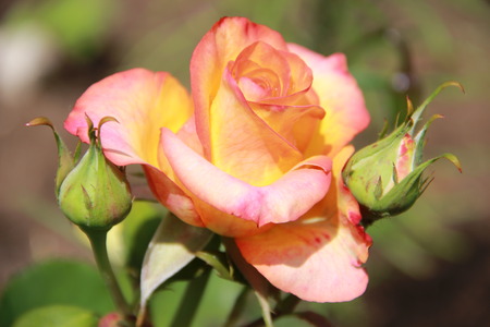 roseの写真素材