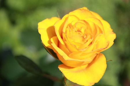 roseの写真素材