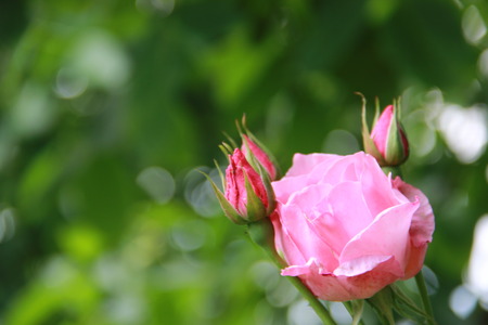 roseの写真素材