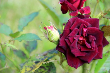 roseの写真素材