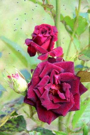 roseの写真素材