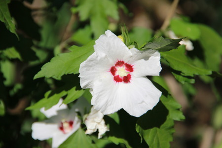 flowerの写真素材