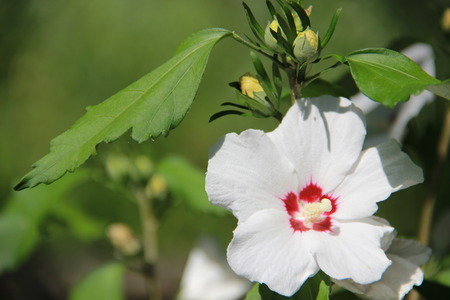 flowerの写真素材