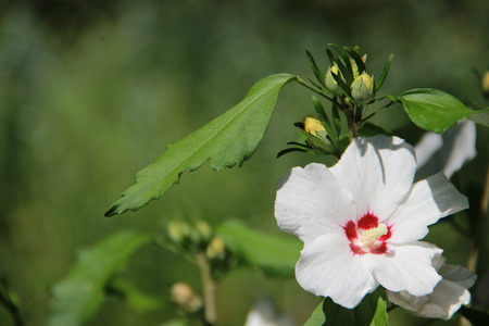 flowerの写真素材