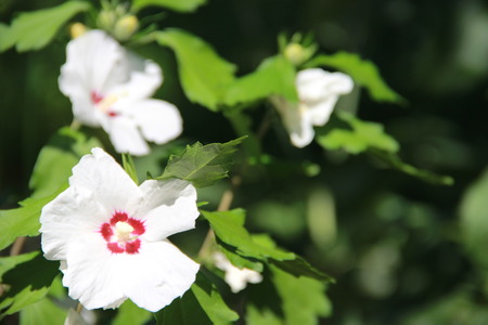 flowerの写真素材