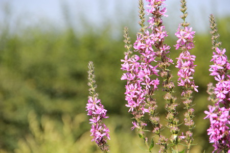 flowerの写真素材