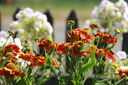 flowerの写真素材