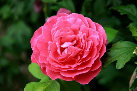 roseの写真素材