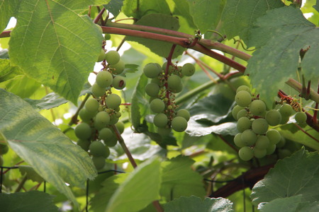 grapesの写真素材