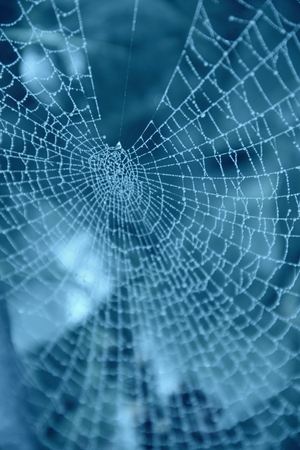 cobwebの写真素材