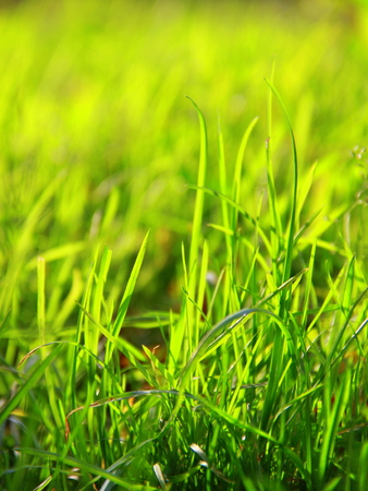 spring backgroundの写真素材