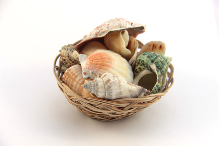 shell
