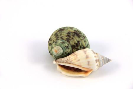shell
