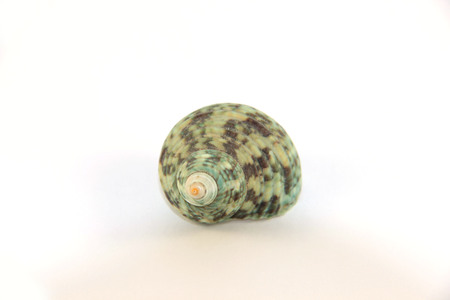 shell