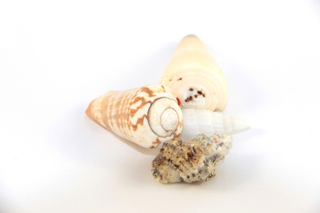 shellの写真素材