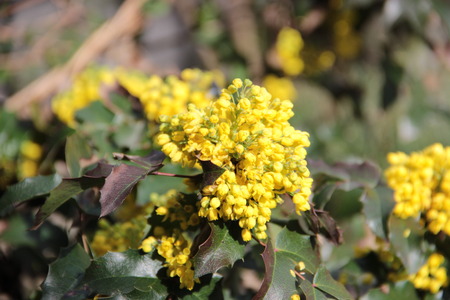 flowerの写真素材