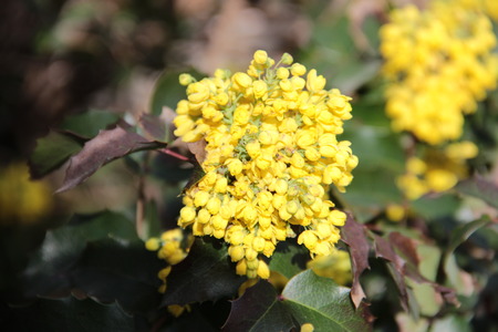 flowerの写真素材