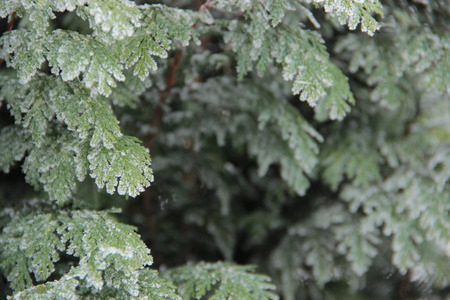 frost on pineの写真素材